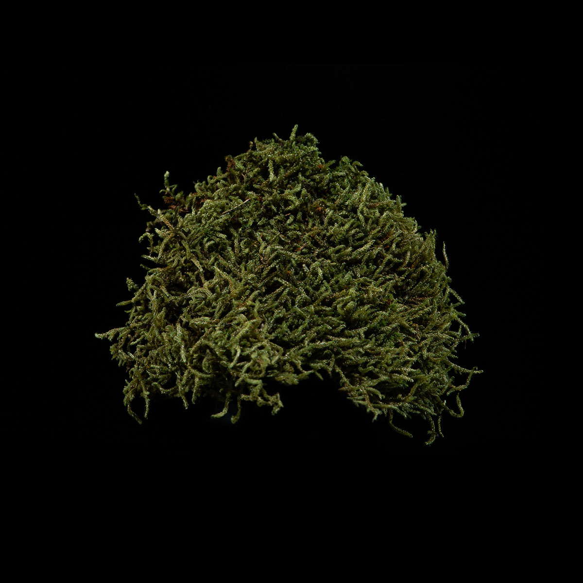 954 FLAT MOSS MOSS GREEN - Image 2